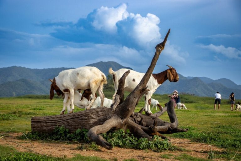 Abundance Goat Mission Mission to goat farmers in Nepal
